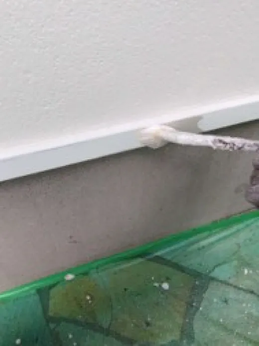 その他付帯部塗装 - 中塗り