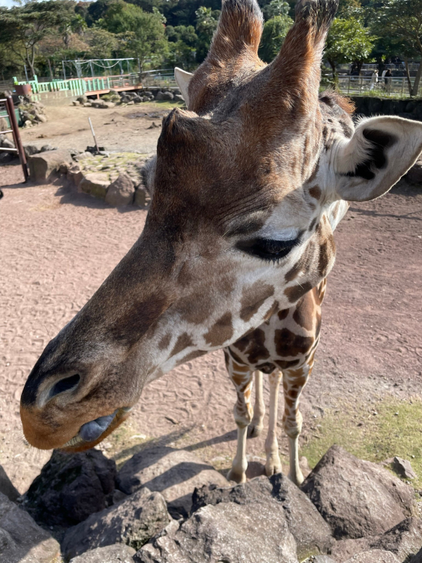 休日@動物園