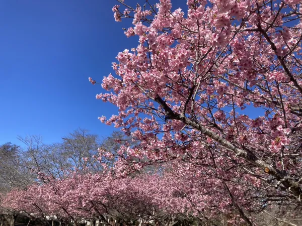 源平咲き